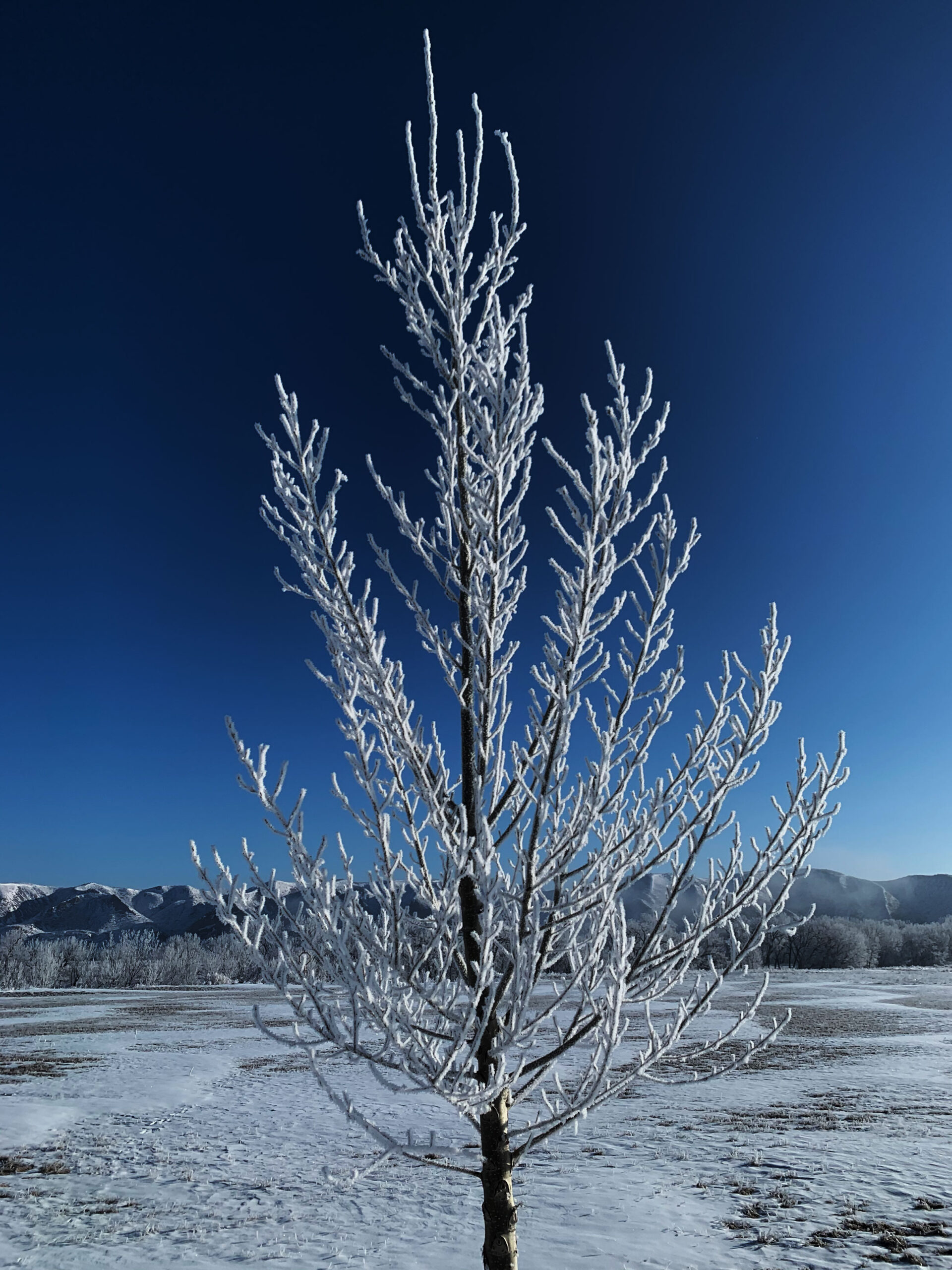 Rivendell Tree Farm - Tree Nursery