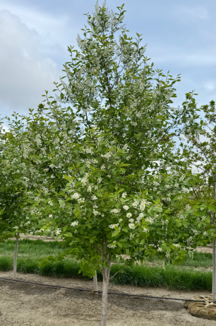 Bailey Select Sherbert Chokecherry