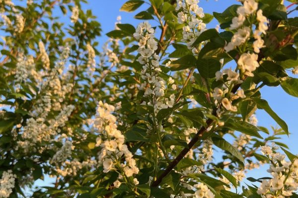 Baliely Select S Choke Cherry 1