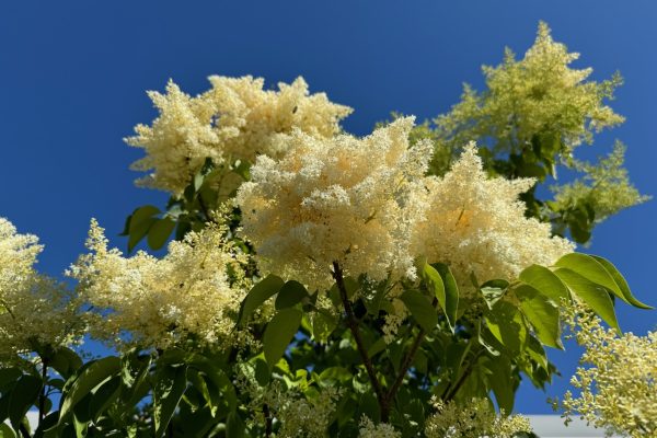 Ivory Silk Lilac Tree 1