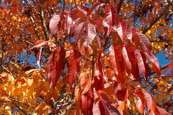 Nobility White Ash 2