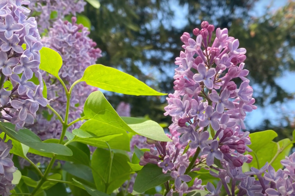 Purple Common Lylac 1