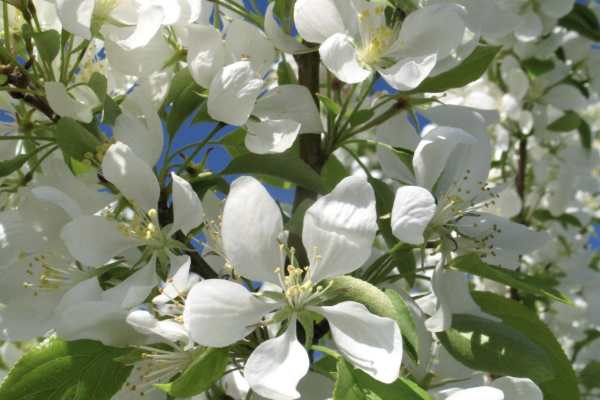 Spring Snow Crabapple 2