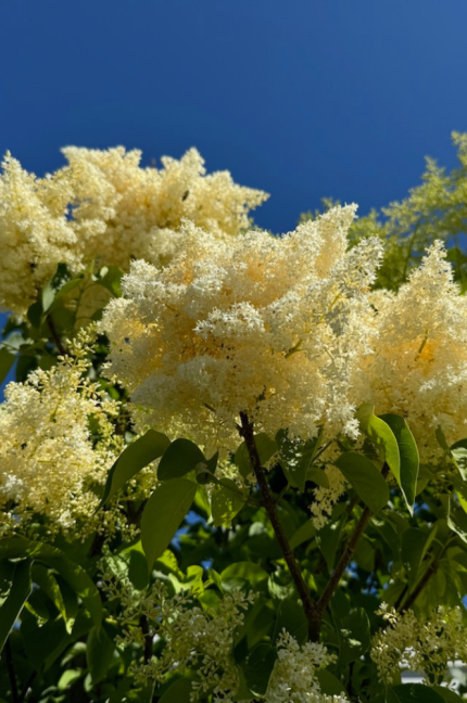 ivory silk lilac tree